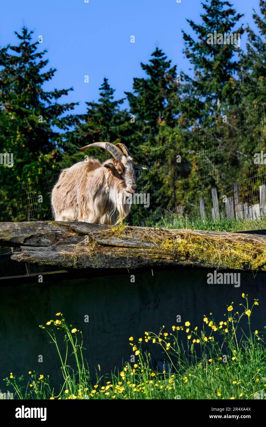 Ziegen auf dem Dach, Boutiquen-Shopping-Emporium, Coombs, Vancouver Island, British Columbia, Kanada Stockfoto