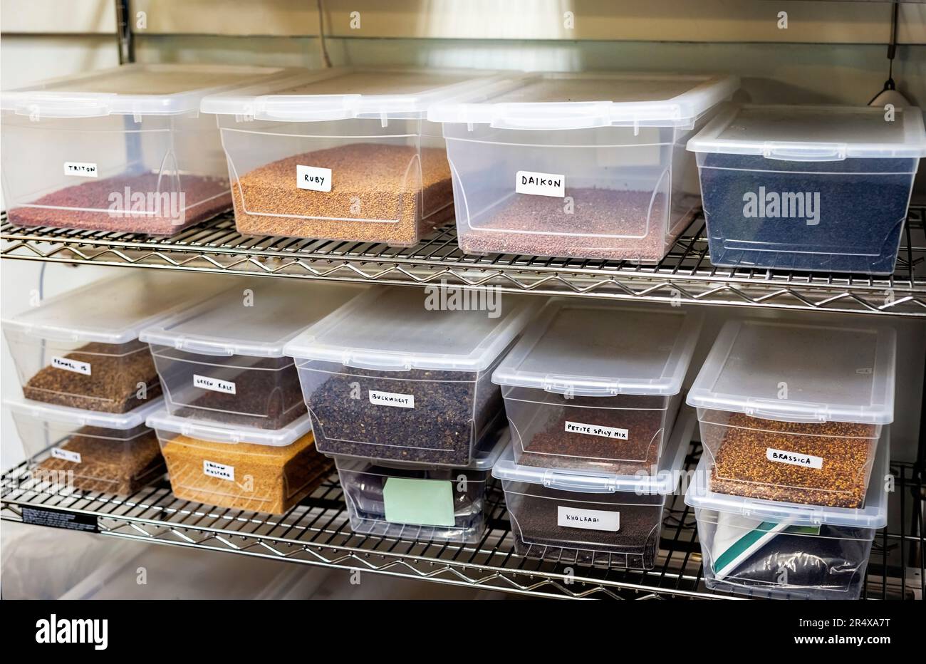 In einem Microgreens-Unternehmen in Edmonton, Alberta, Kanada, gelagertes Saatgut Stockfoto