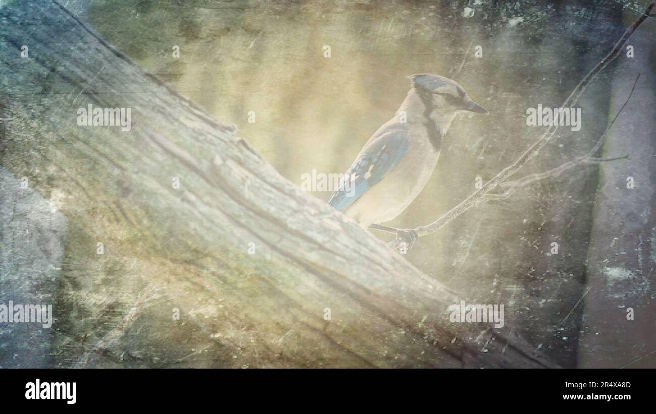 Wild Blue Jay Vogel hoch oben auf dem Baumzweig des Hinterhofs für Grafikressourcen PowerPoint-Vorlage Hintergrund Stockfoto Wild Blue Jay Vogel hoch oben auf dem Baumzweig des Hinterhofs für Grafikressourcen PowerPoint-Vorlage Hintergrund Stockfoto