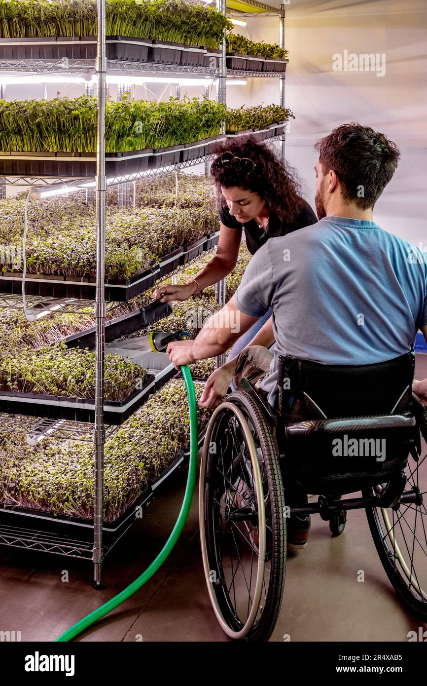 Unternehmer arbeiten zusammen, um verschiedene Mikrogreens zu pflegen, die in Tabletts wachsen; Edmonton, Alberta, Kanada Stockfoto