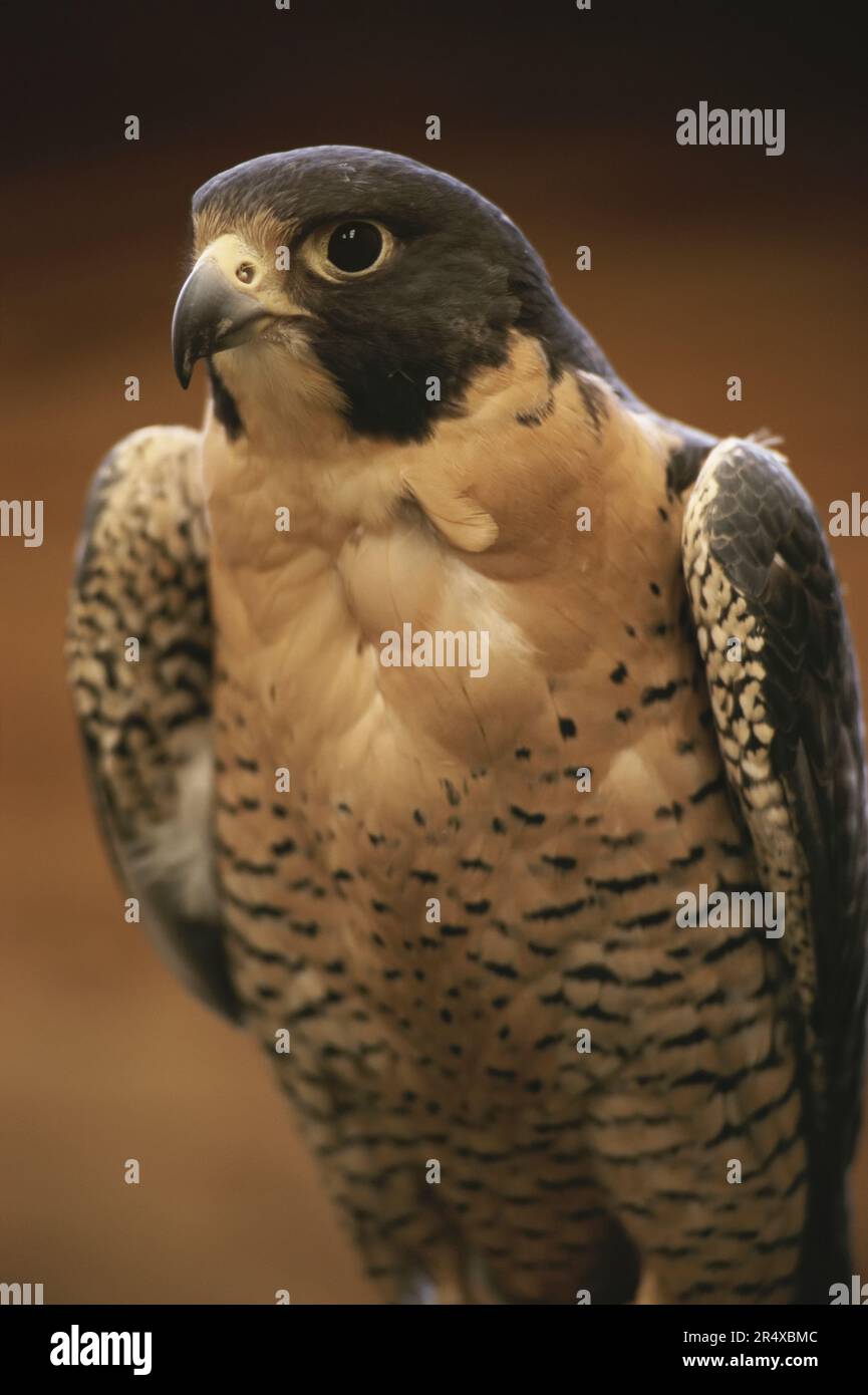 Porträt eines Wanderfalken (Falco peregrinus); Vereinigte Staaten von Amerika Stockfoto
