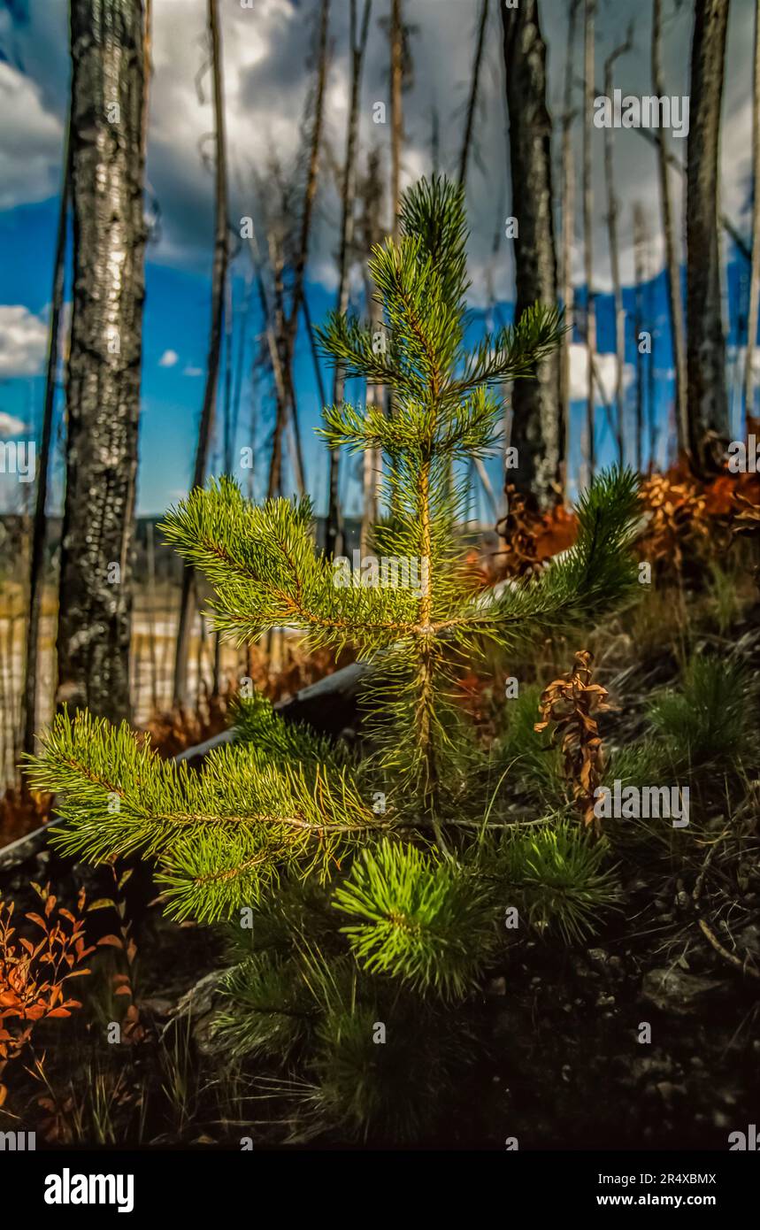 Neues Wachstum nach dem Waldbrand von 1988, in der Nähe von Grand Prismatic Spring, Midway Geyser Basin, Yellowstone National Park, Wyoming, USA Stockfoto