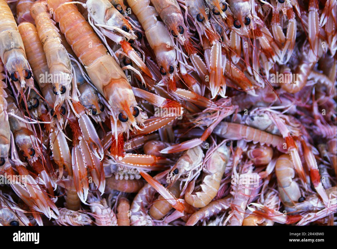 Die Fülle frischer Krebse von den Küstenmärkten wird die Passagiere auf der Kreuzfahrt füttern; die Türkei Stockfoto