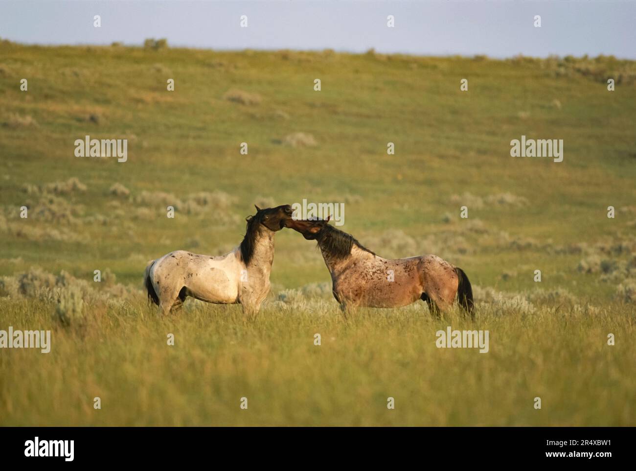 Wilde Pferde tummeln sich im Theodore Roosevelt National Park, North Dakota, USA Stockfoto