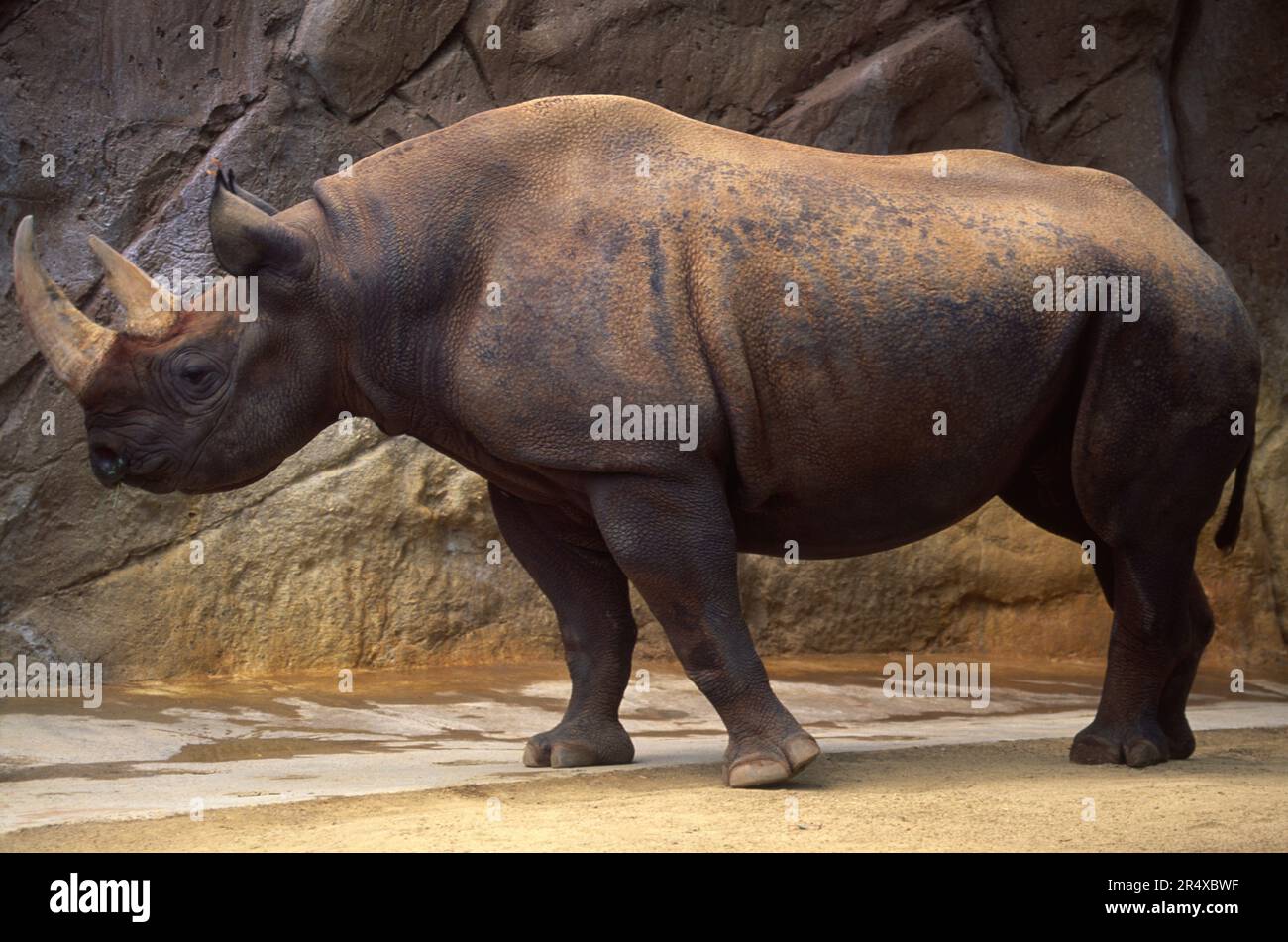 Seltene Schwarze Nashörner (Diceros bicornis) in einem Zoogehege in San Diego, Kalifornien, USA Stockfoto
