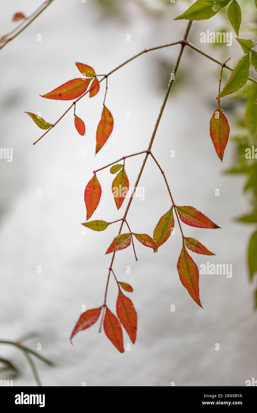 Herbstfarbene Blätter auf einem Baumzweig mit leichter Schneestaubung; British Columbia, Kanada Stockfoto