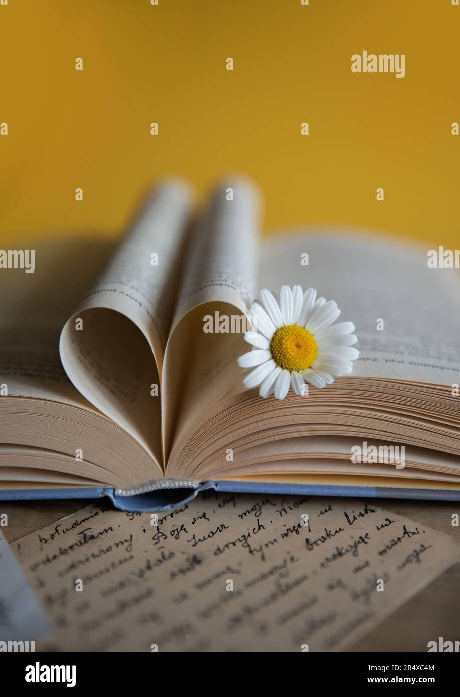 Weiße Gänseblümchen auf einem geöffneten Buch, herzförmige Buchseiten auf gelbem Hintergrund, romantische Buchszene Stockfoto