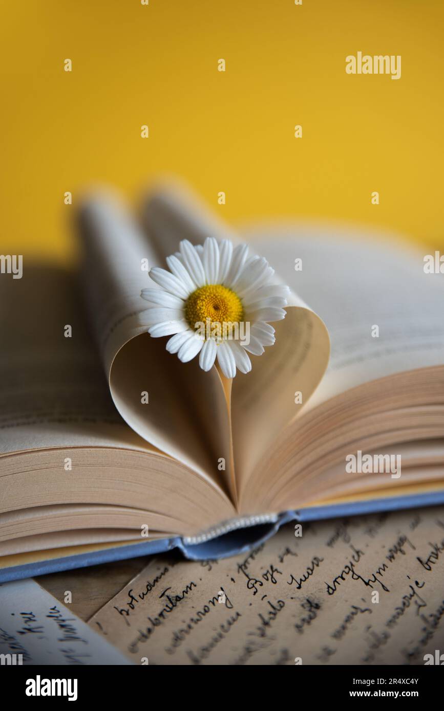 Weiße Gänseblümchen auf einem geöffneten Buch, herzförmige Buchseiten auf gelbem Hintergrund, romantische Buchszene Stockfoto