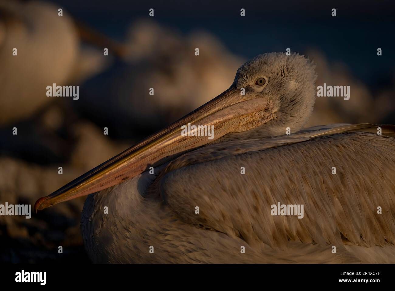 Nahaufnahme des dalmatinischen Pelikans (Pelecanus crispus) mit Katzenlicht; Zentralmakedonien, Griechenland Stockfoto