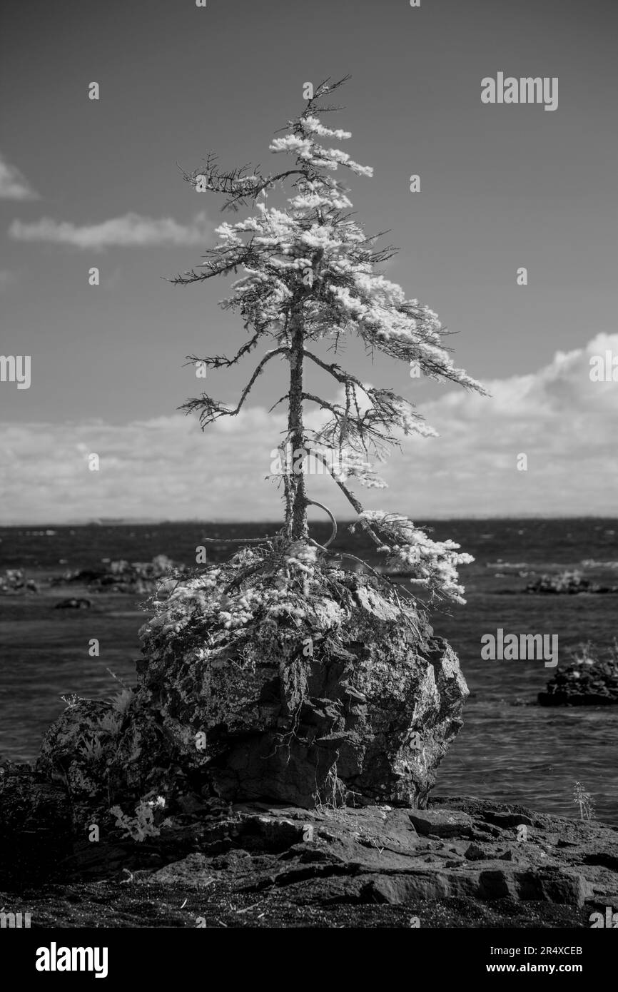 Infrarot eines Baumes, der aus einem Felsen am Lake Superior wächst; Thunder Bay, Ontario, Kanada Stockfoto