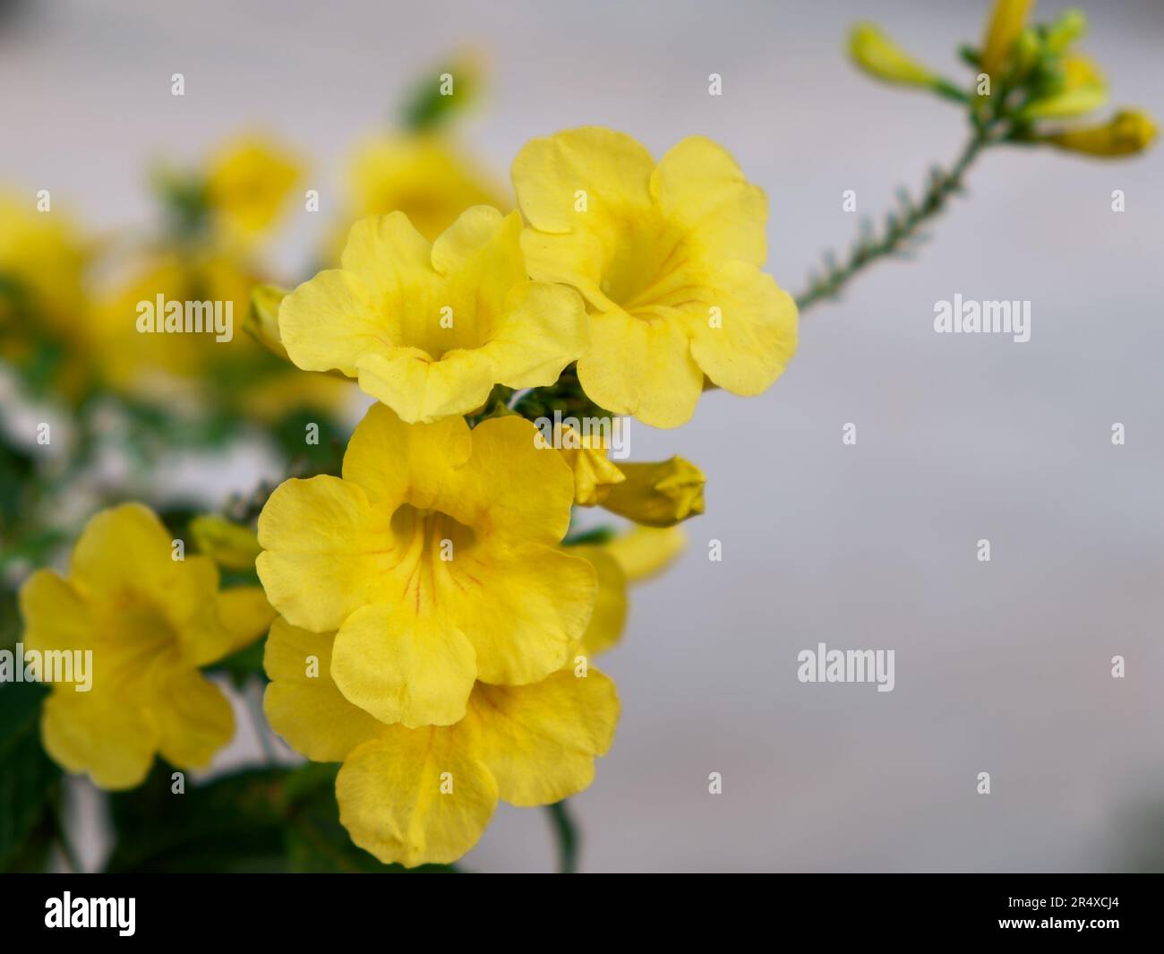 Tecoma stans ist eine Art blühender Stauden in der Trompetenfamilie, Bignoniaceae. Gebräuchliche Namen sind gelber Trompetbusch, gelbe Glocken Stockfoto