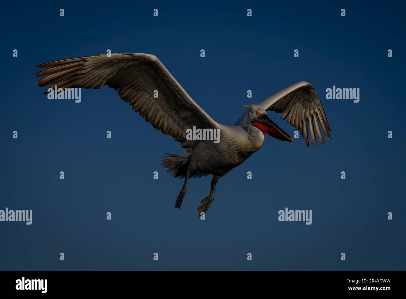 Dalmatinischer Pelikan (Pelecanus crispus) fliegt durch den klaren blauen Himmel; Zentralmakedonien, Griechenland Stockfoto