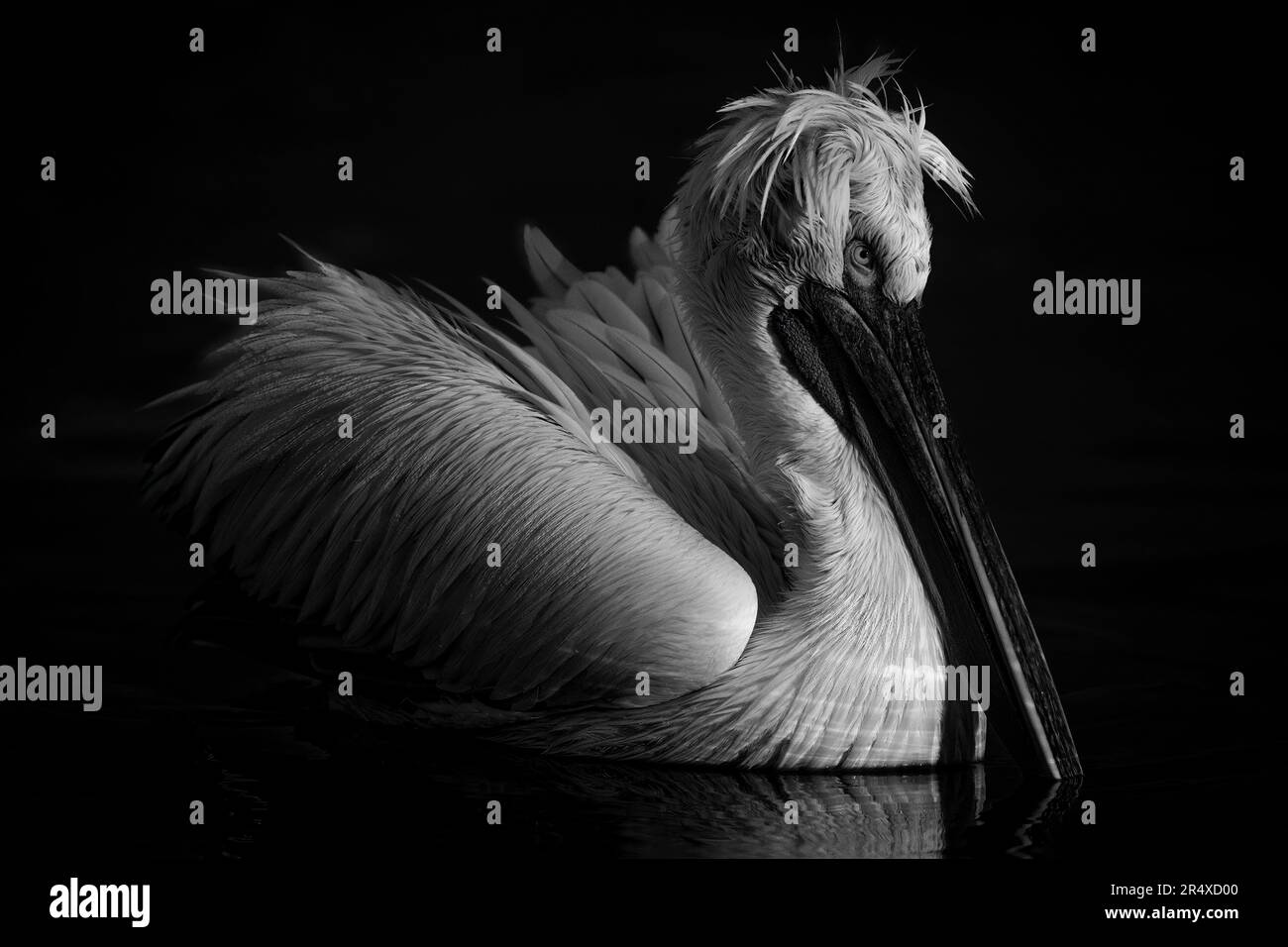 Monochromatische Nahaufnahme des dalmatinischen Pelikans (Pelecanus crispus) mit Katzenlicht auf ruhigem See; Zentralmakedonien, Griechenland Stockfoto