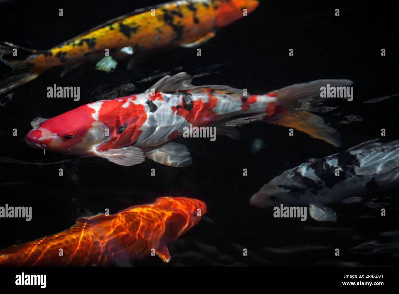 Koi-Fische (Cyprinus rubrofuscus) in einem Teich; Kanada Stockfoto