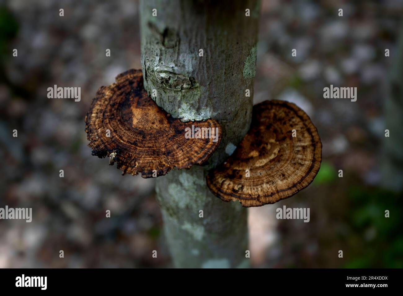 Polypore Pilze am Baum; Digby County, Nova Scotia, Kanada Stockfoto