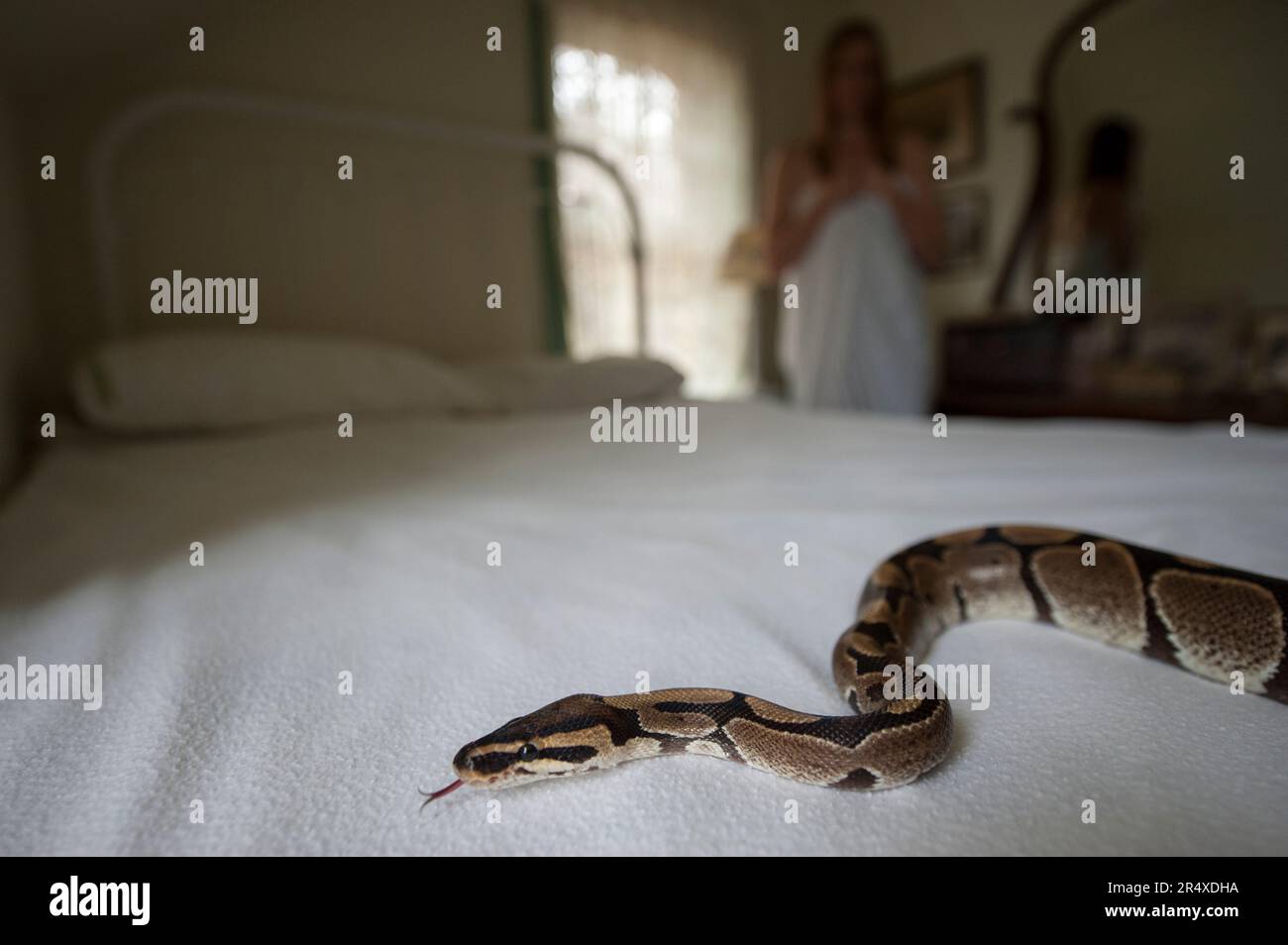 Eine junge Frau sieht sich eine Ballpython (Python regius) auf einem Bett in einem Schlafzimmer an; Lincoln, Nebraska, Vereinigte Staaten von Amerika Stockfoto