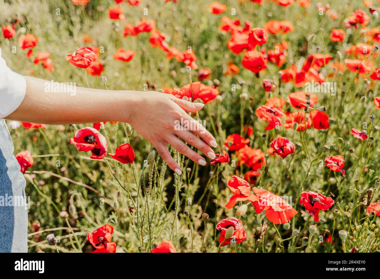 Frauenhand-Mohnfeld. Nahaufnahme einer Frau, die Mohnblume auf einem Feld berührt. Stockfoto