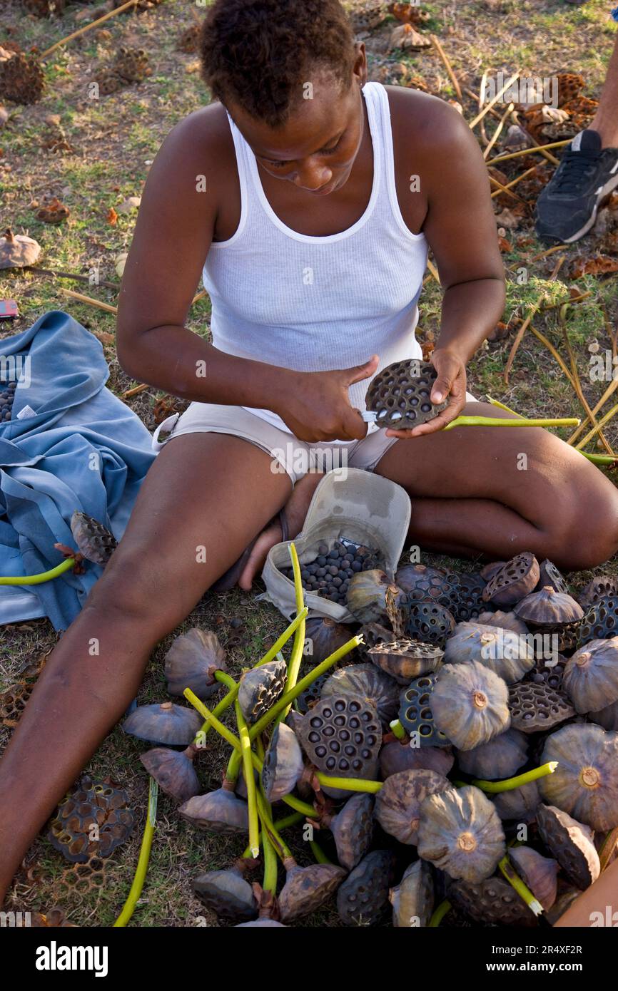 Gewinnung von Seerosensamen aus amerikanischem Lotus; Treasure Beach, Jamaika, Westindien Stockfoto