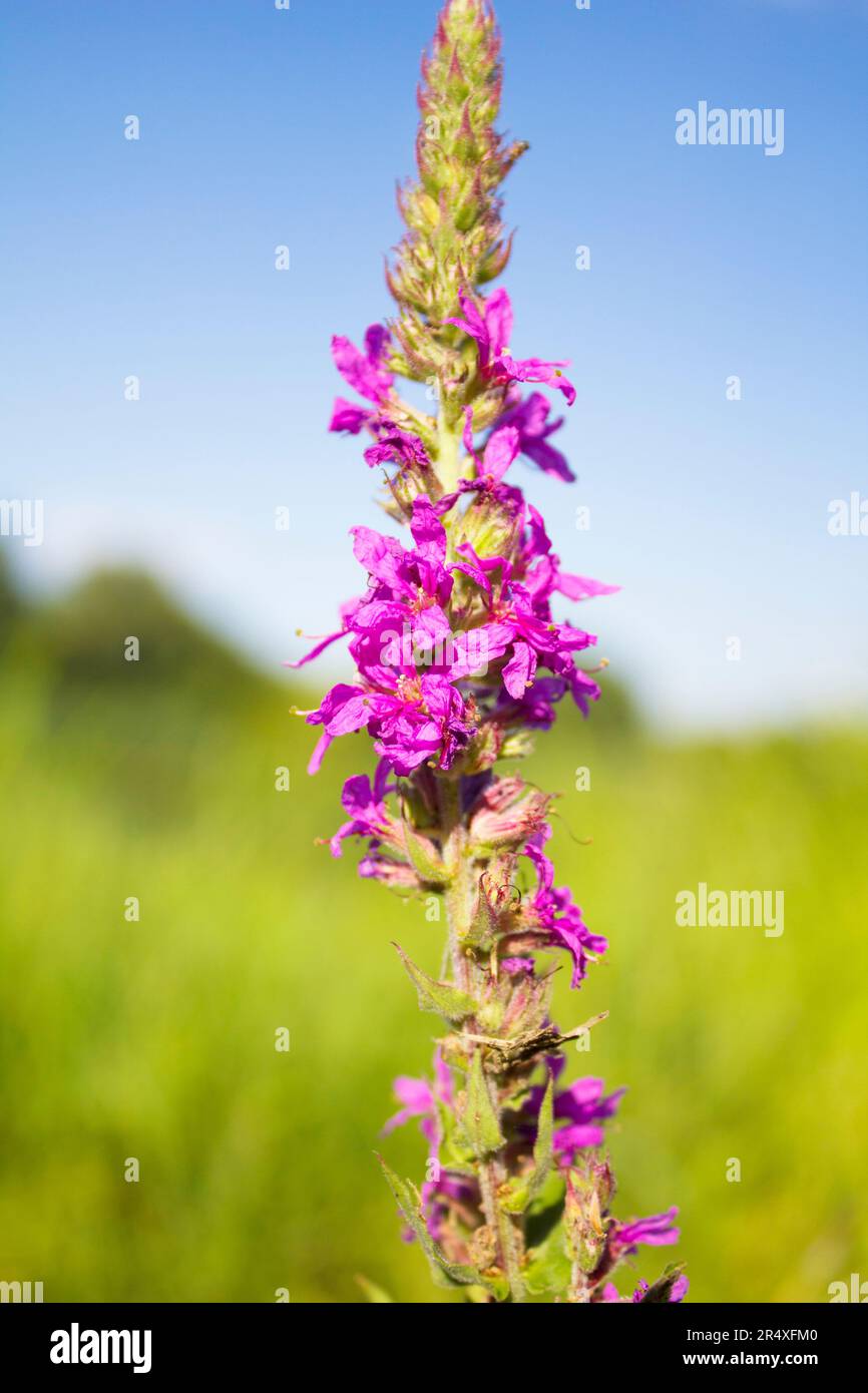 Kräuterweide-Kräuter wachsen (Lythrum salicaria) am Ufer des Flusses. Stockfoto