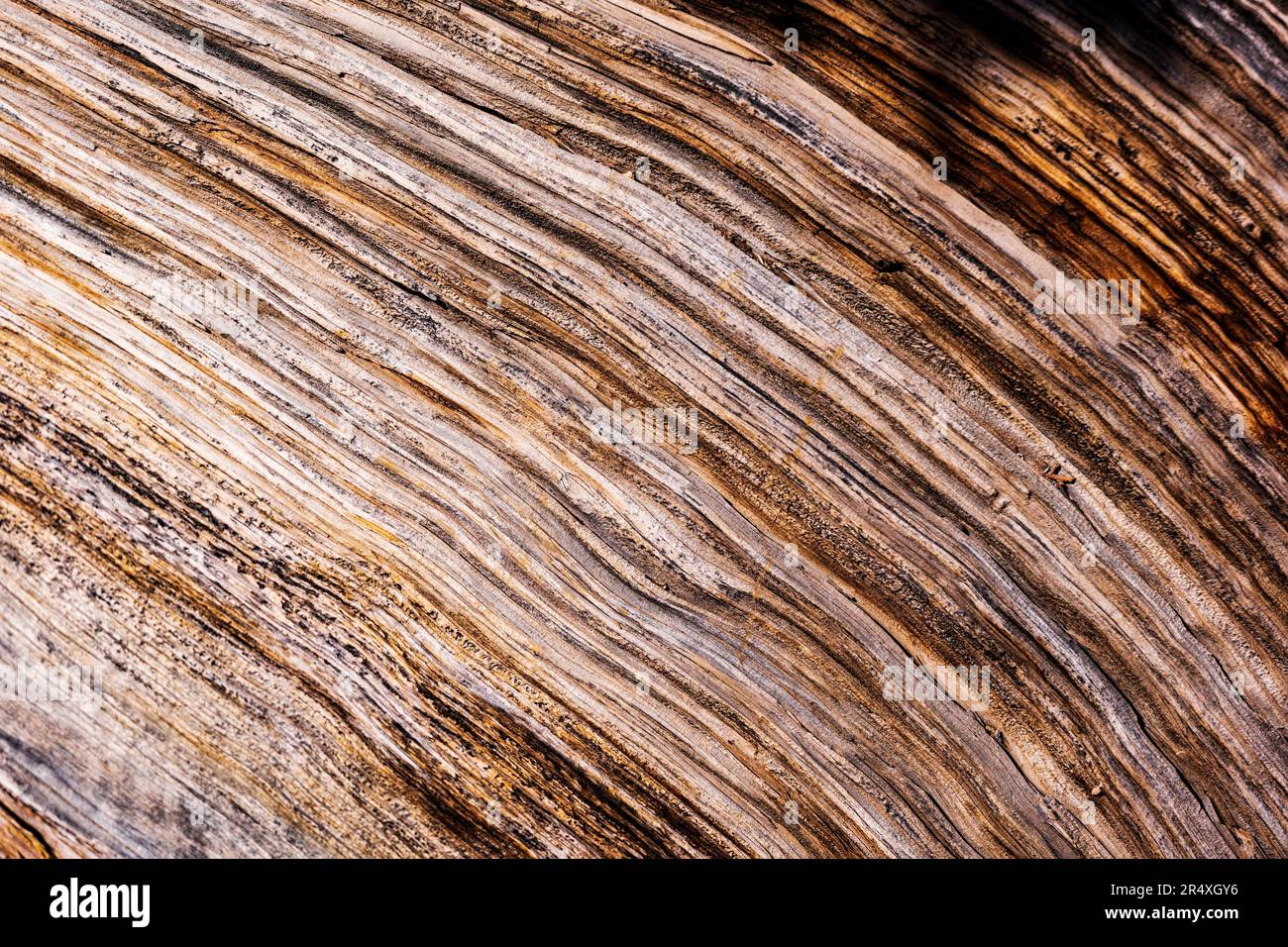 Nahaufnahme des knorrigen alten Bristlecone Pine Tree; Petrified Forest Trail; Escalante Petrified Forest State Park; Escalante; Utah; USA Stockfoto