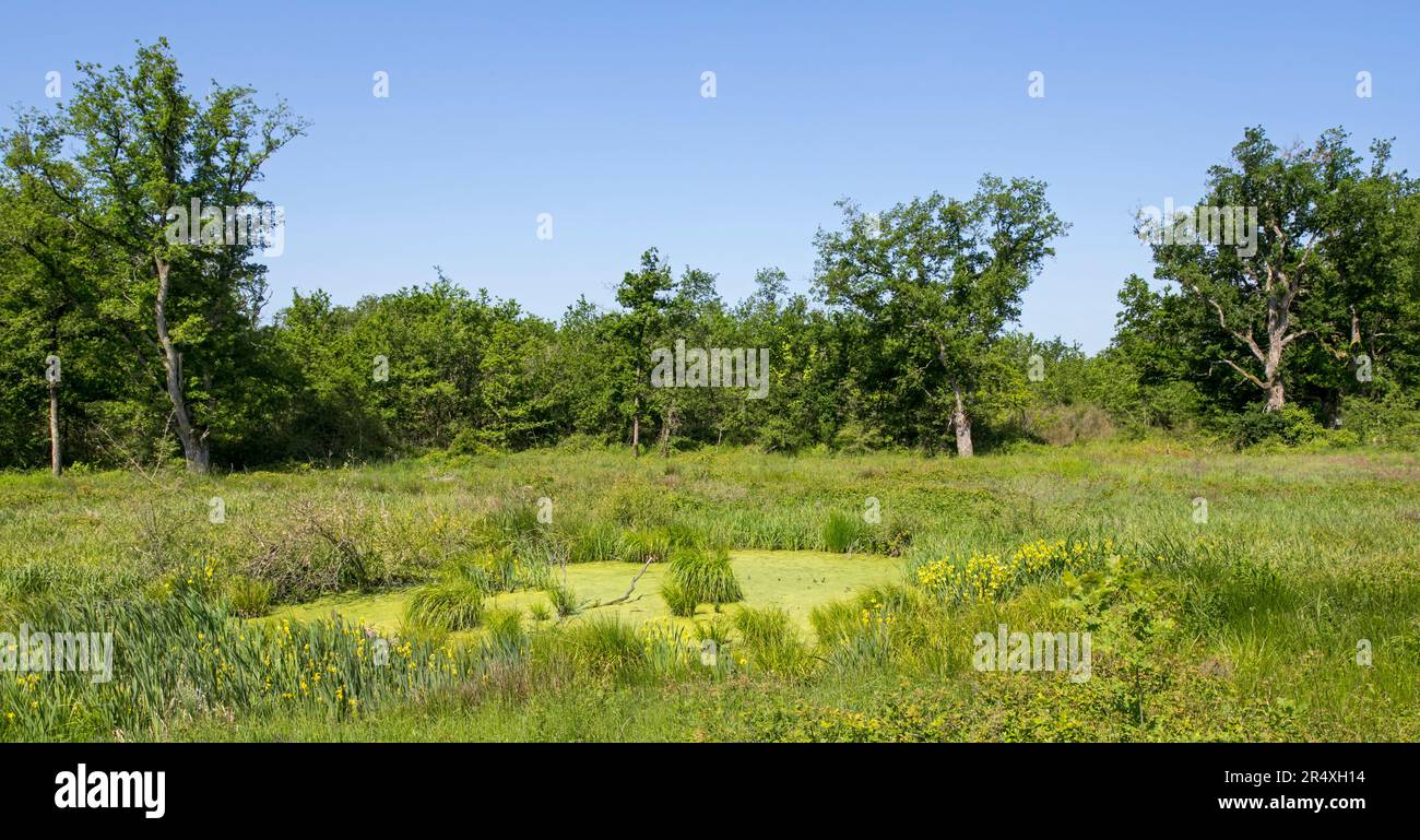 Krötenteich/Amphibienbecken bedeckt mit Entengras in einer Wiese am Waldrand, Lebensraum für die Reproduktion von Fröschen, Kröten und Salamandern im Frühling Stockfoto
