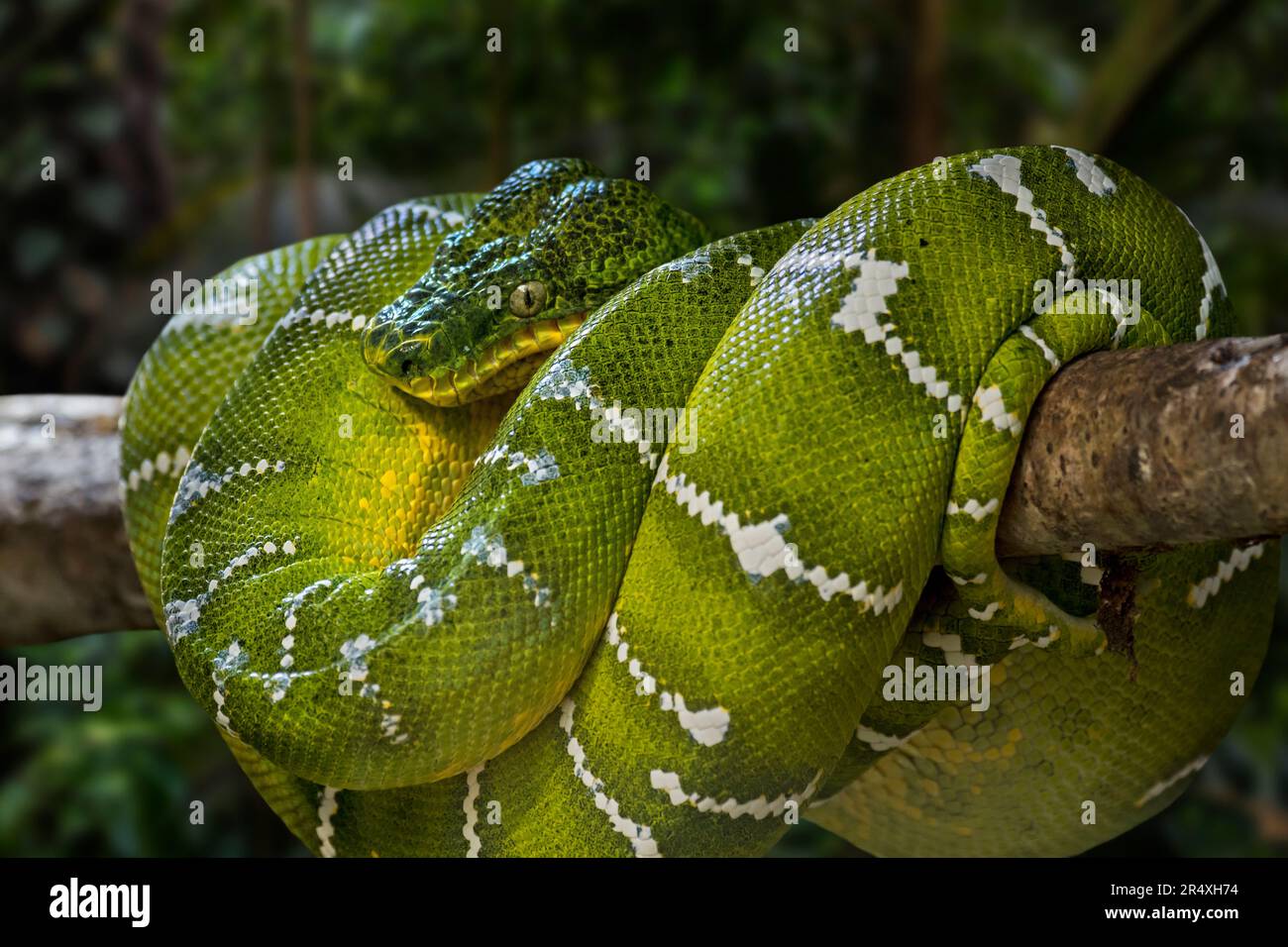 Smaragdboa (Corallus caninus), in Bäumen zusammengerollt, nicht giftige tropische Schlangenarten, die in den Regenwäldern Südamerikas heimisch sind Stockfoto