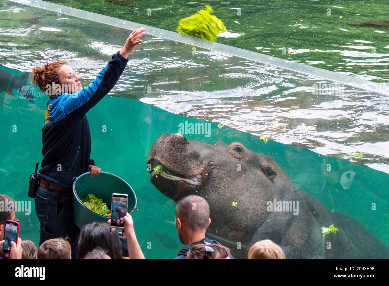 Besucher des Zooparc de Beauval, dem Zoologischen Park Frankreichs, beobachten weibliche Zoowärterin beim Füttern von schwimmenden Nilpferden (Hippopotamus amphibius) Stockfoto