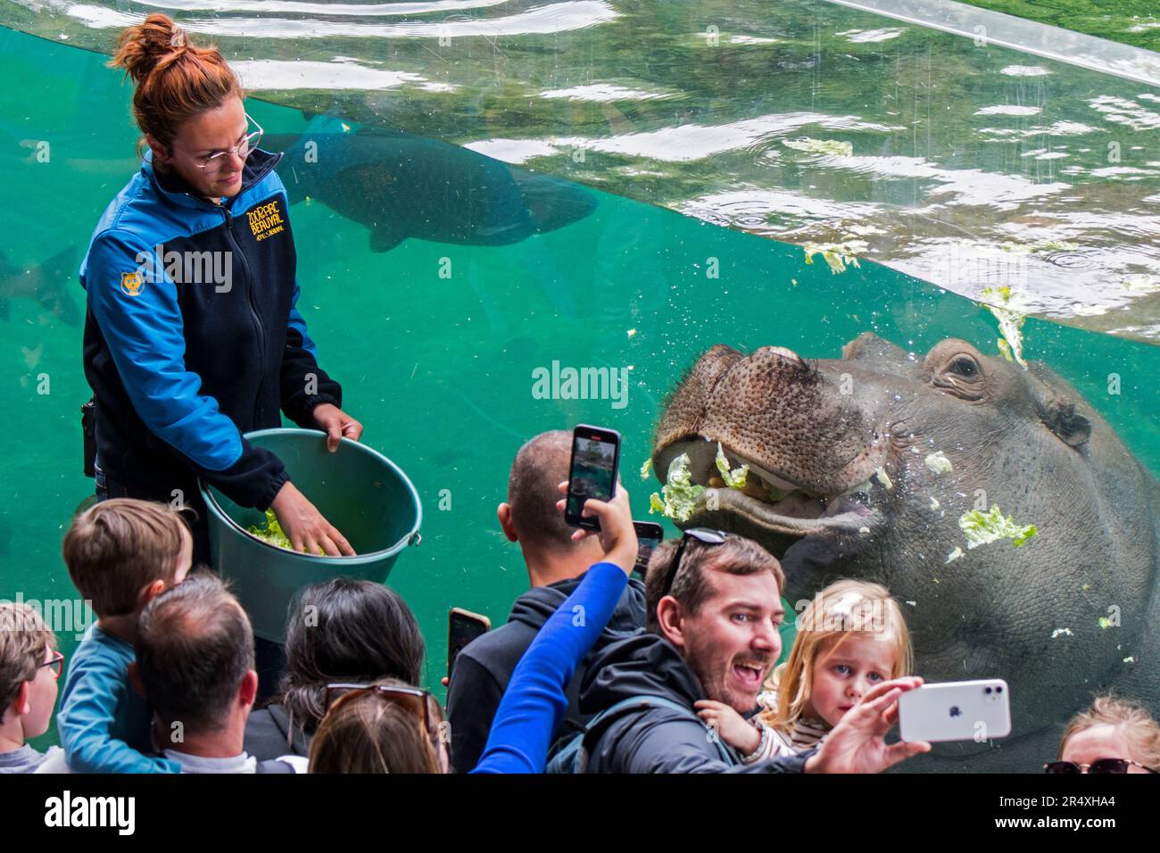 Besucher des Zooparc de Beauval, dem Zoologischen Park Frankreichs, beobachten weibliche Zoowärterin beim Füttern von schwimmenden Nilpferden (Hippopotamus amphibius) Stockfoto