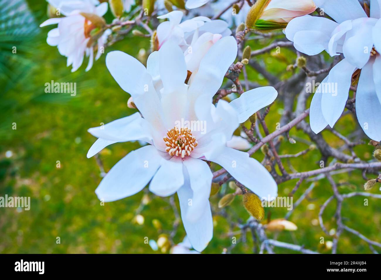 Nahaufnahme von Magnolia stellata Blossom, Lugano, Schweiz Stockfoto