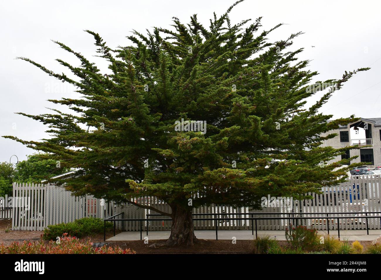 Monterey cypress, Monterey-Zypresse, Cyprès de Lambert, Cupressus macrocarpa, Monterey-ciprus, Monterey, Monterey County, Kalifornien, USA, Amerika Stockfoto