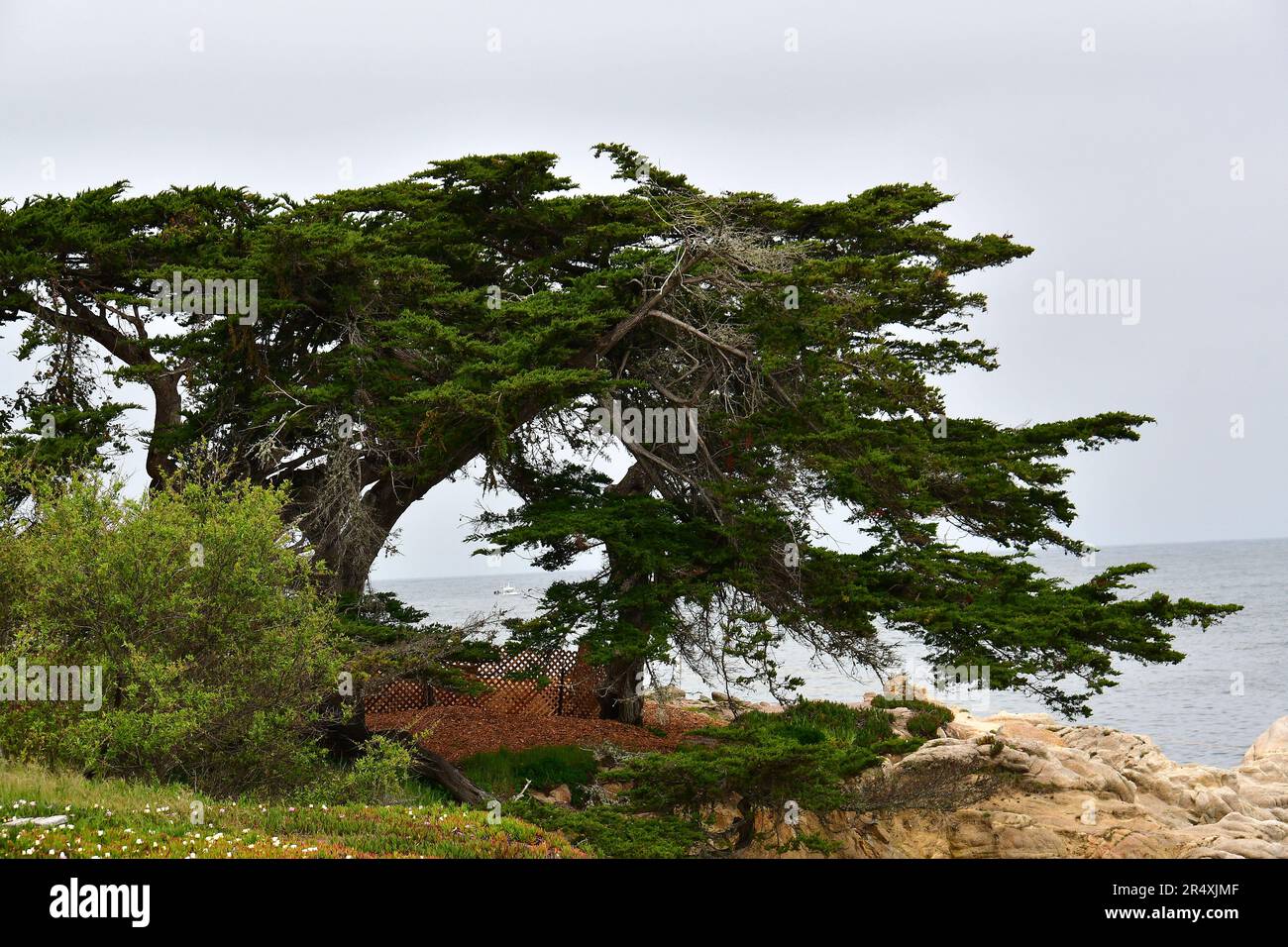 Monterey cypress, Monterey-Zypresse, Cyprès de Lambert, Cupressus macrocarpa, Monterey-ciprus, Monterey, Monterey County, Kalifornien, USA, Amerika Stockfoto