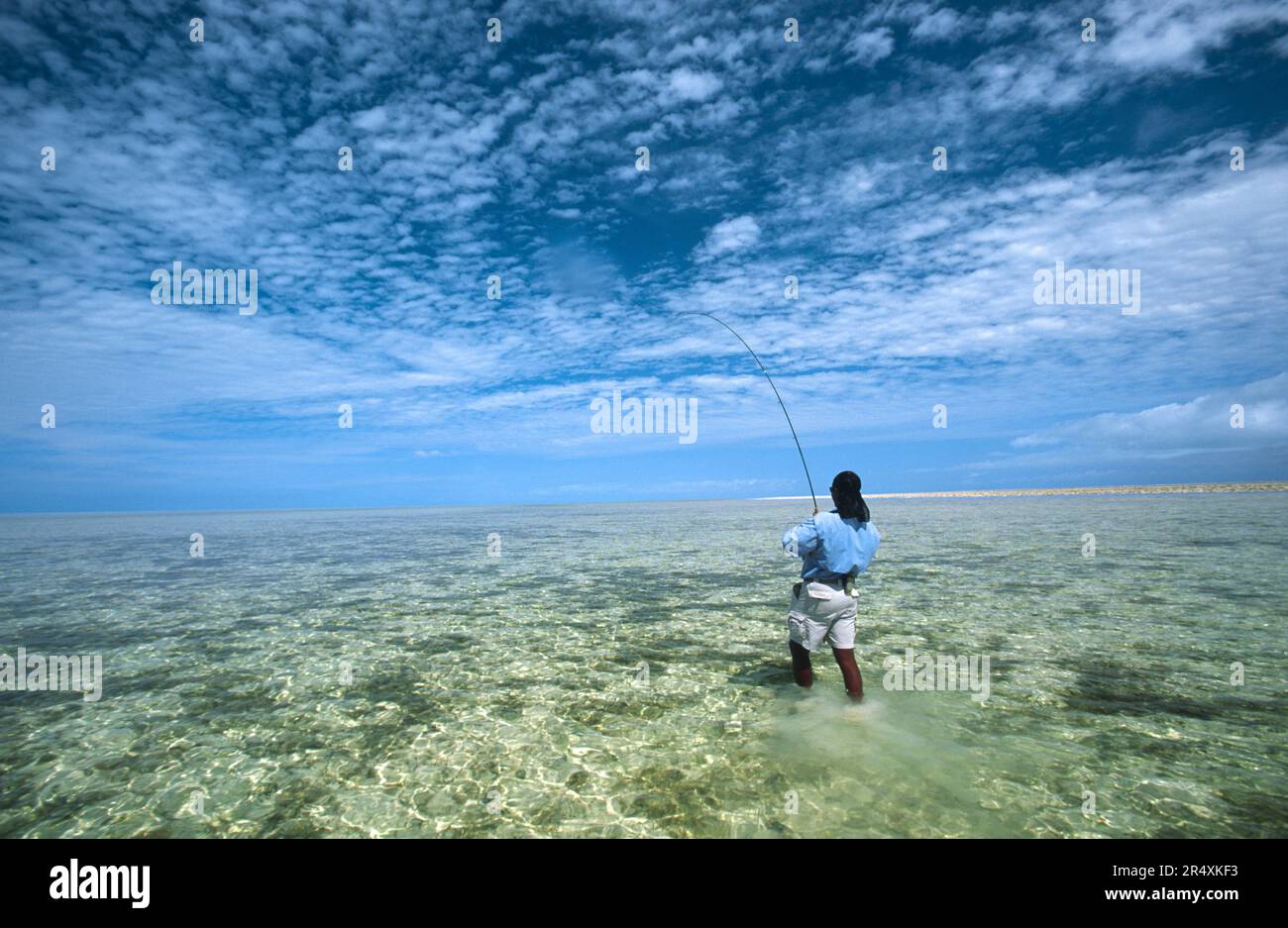 Flyfischen auf Bonefish auf den Bahama-Flachflächen; Bahama-Inseln Stockfoto