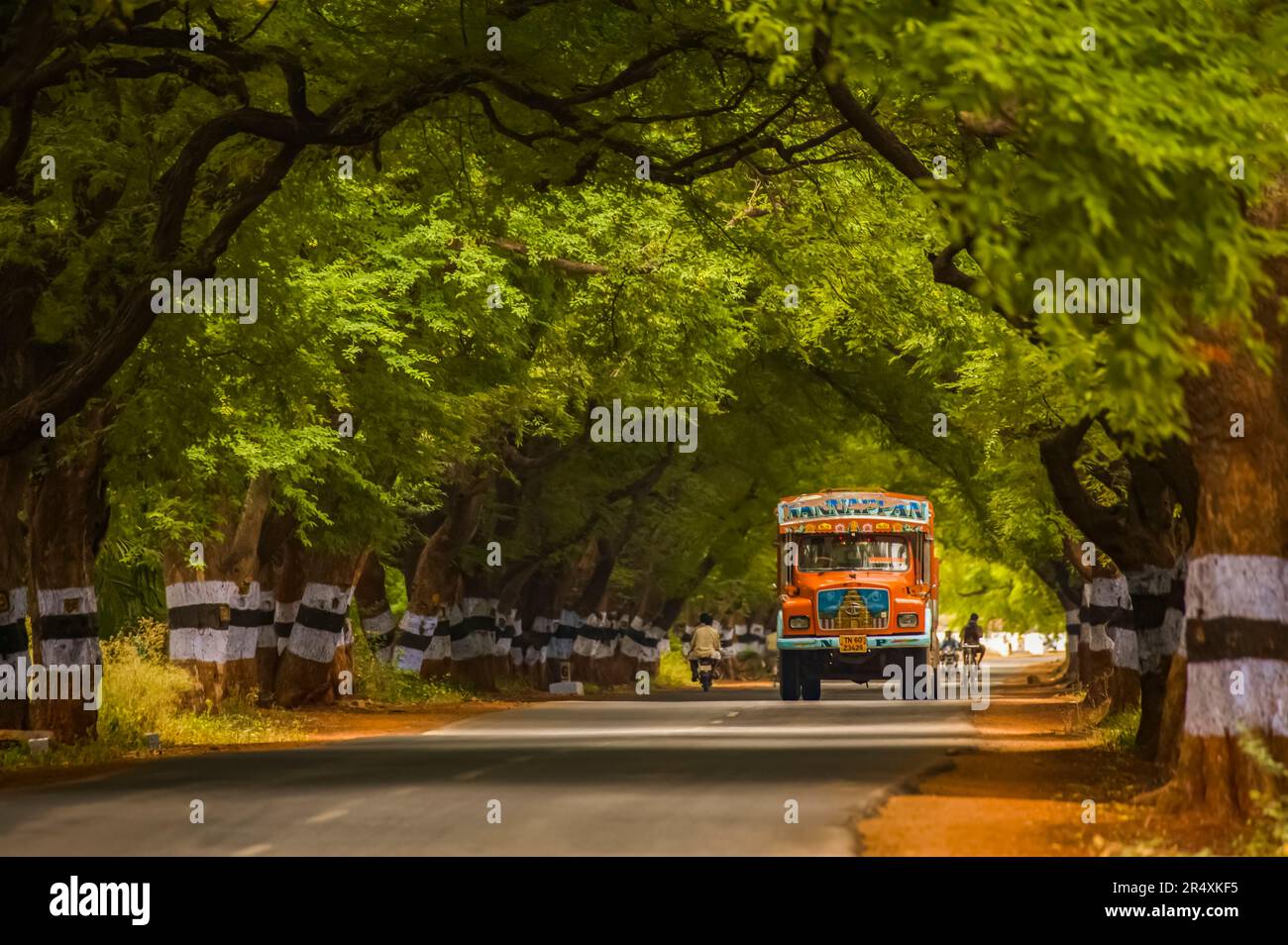 Verkehr auf einer von Bäumen gesäumten Straße in Südindien; Tamil Nadu, Indien Stockfoto