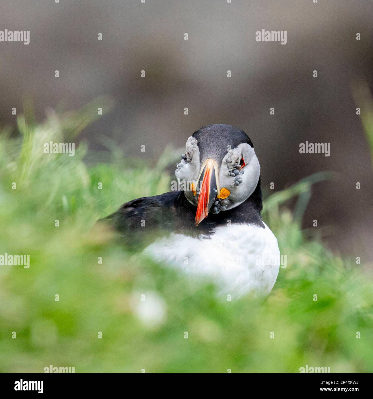 Papageientaucher mit Zeckenbefall, Lunga, Schottland Stockfoto