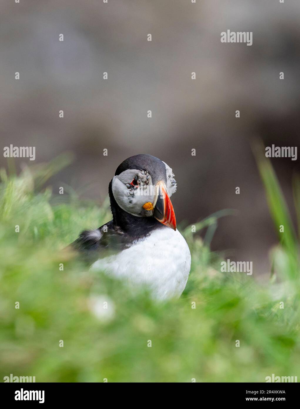 Papageientaucher mit Zeckenbefall, Lunga, Schottland Stockfoto