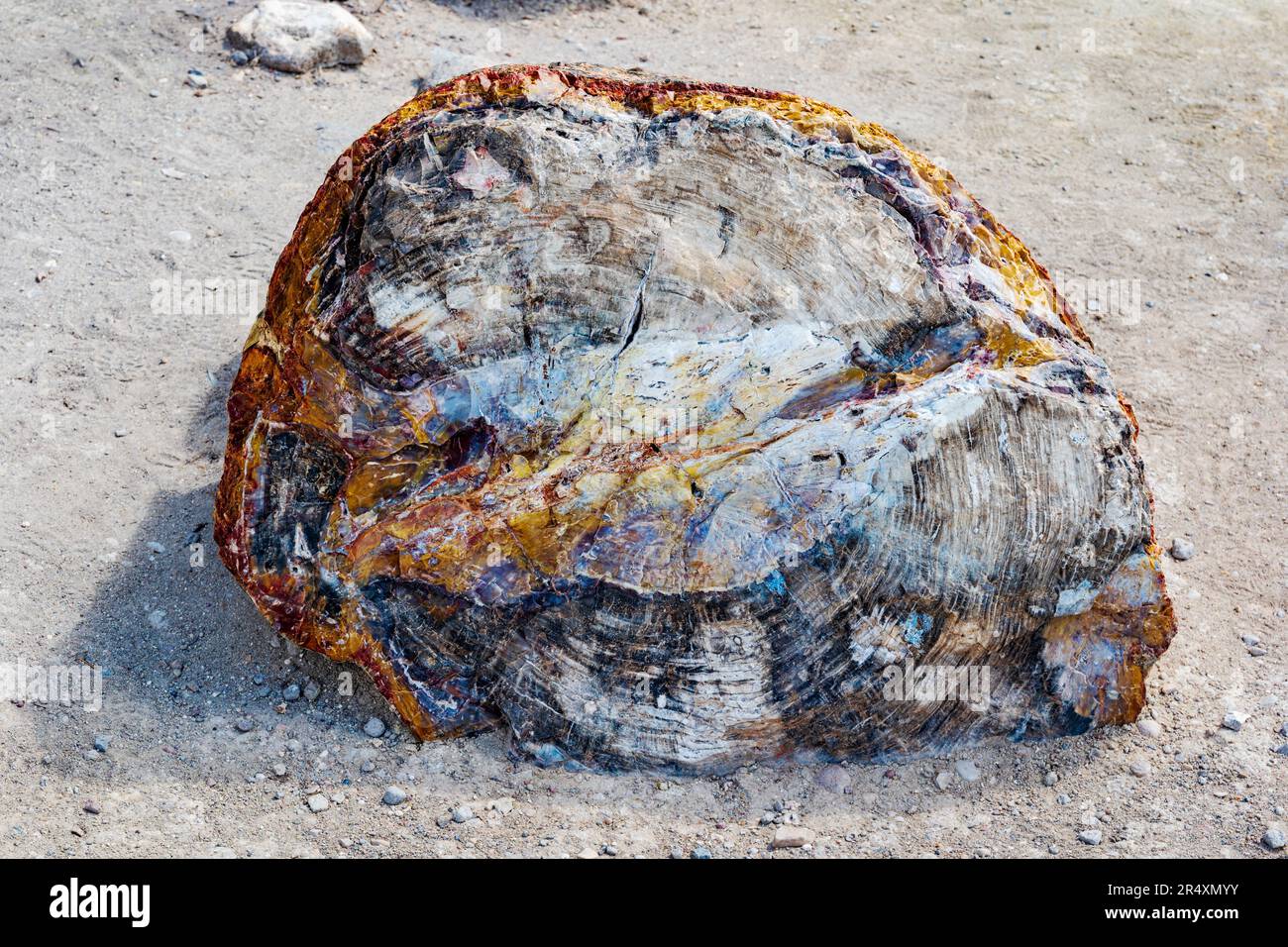 Seltener und farbenfroher versteinerter Baum; Petrified Forest Trail; Escalante Petrified Forest State Park; Escalante; Utah; USA Stockfoto