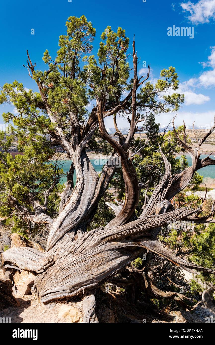 Antiker Juniper Tree; Escalante Petrified Forest State Park; Escalante; Utah; USA Stockfoto