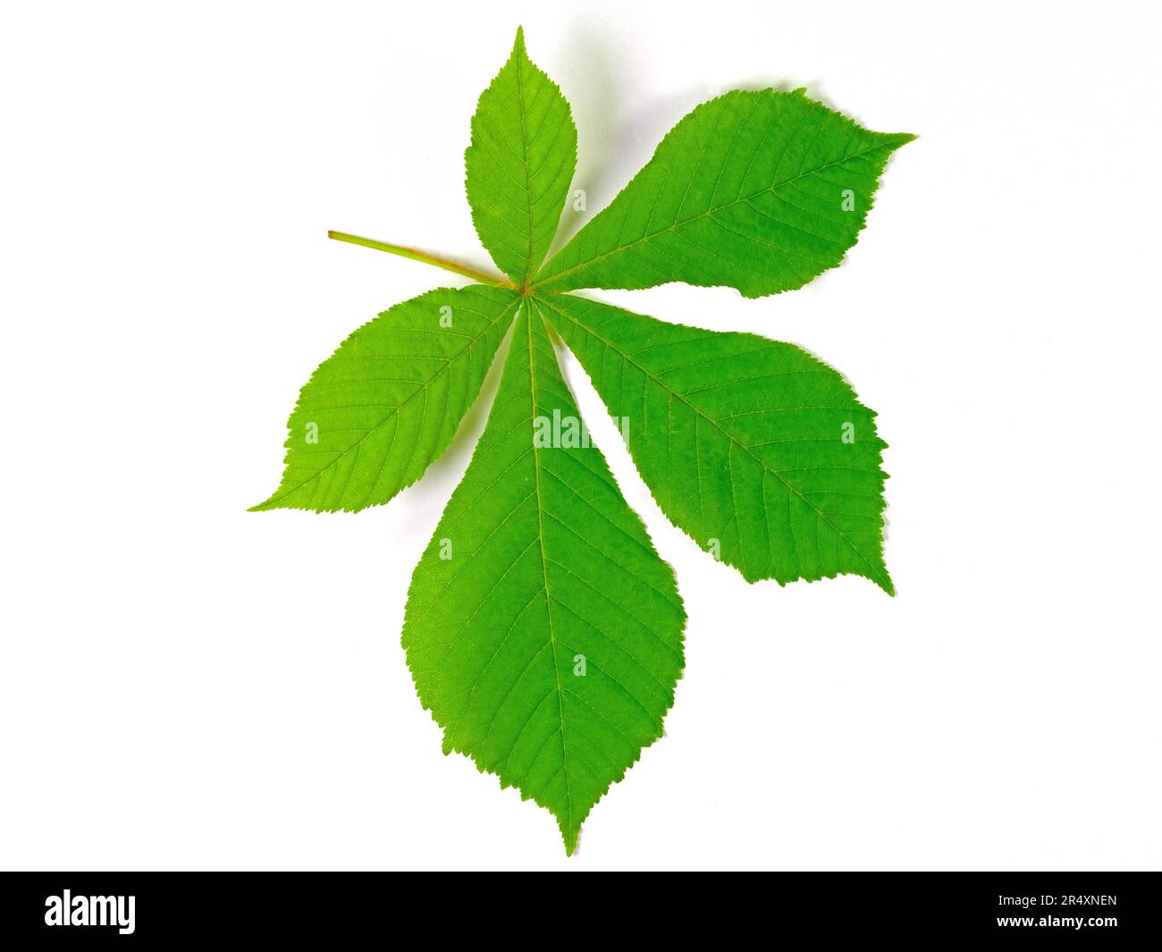 Rosskastanienblätter vor weißem Hintergrund Stockfoto