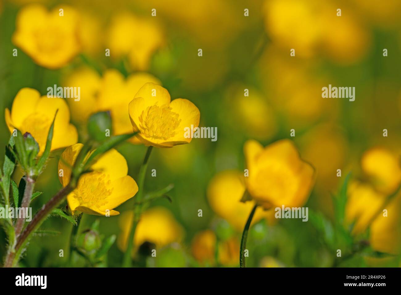 Butterblumen, Ranunculus acris, im Frühjahr Stockfoto