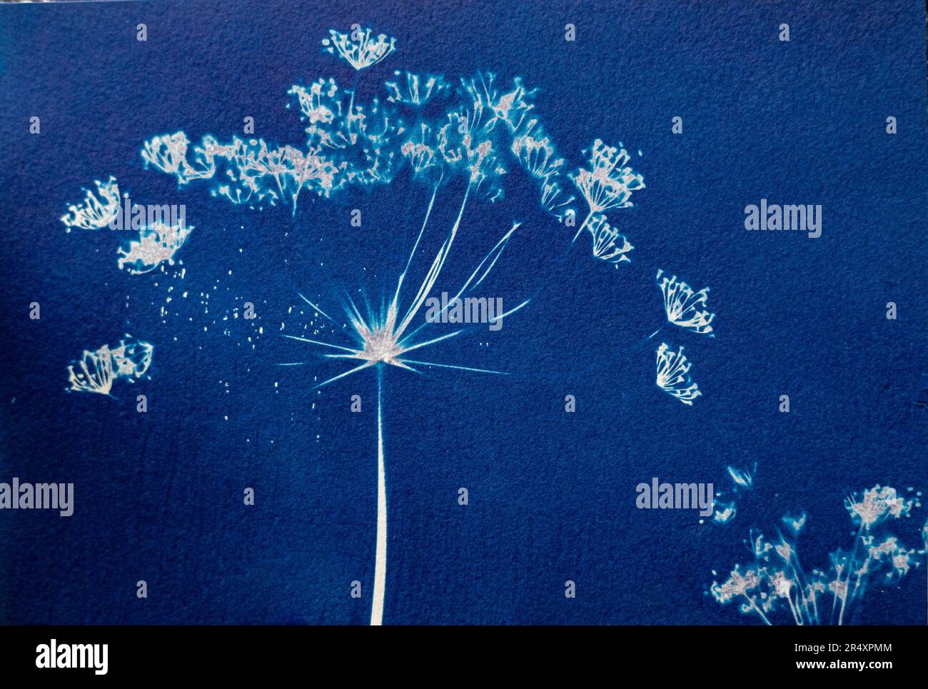Apiaceae, Dillsaatkopf, Zyanotyp Botanisch Preußisches Blau Abstract Stockfoto