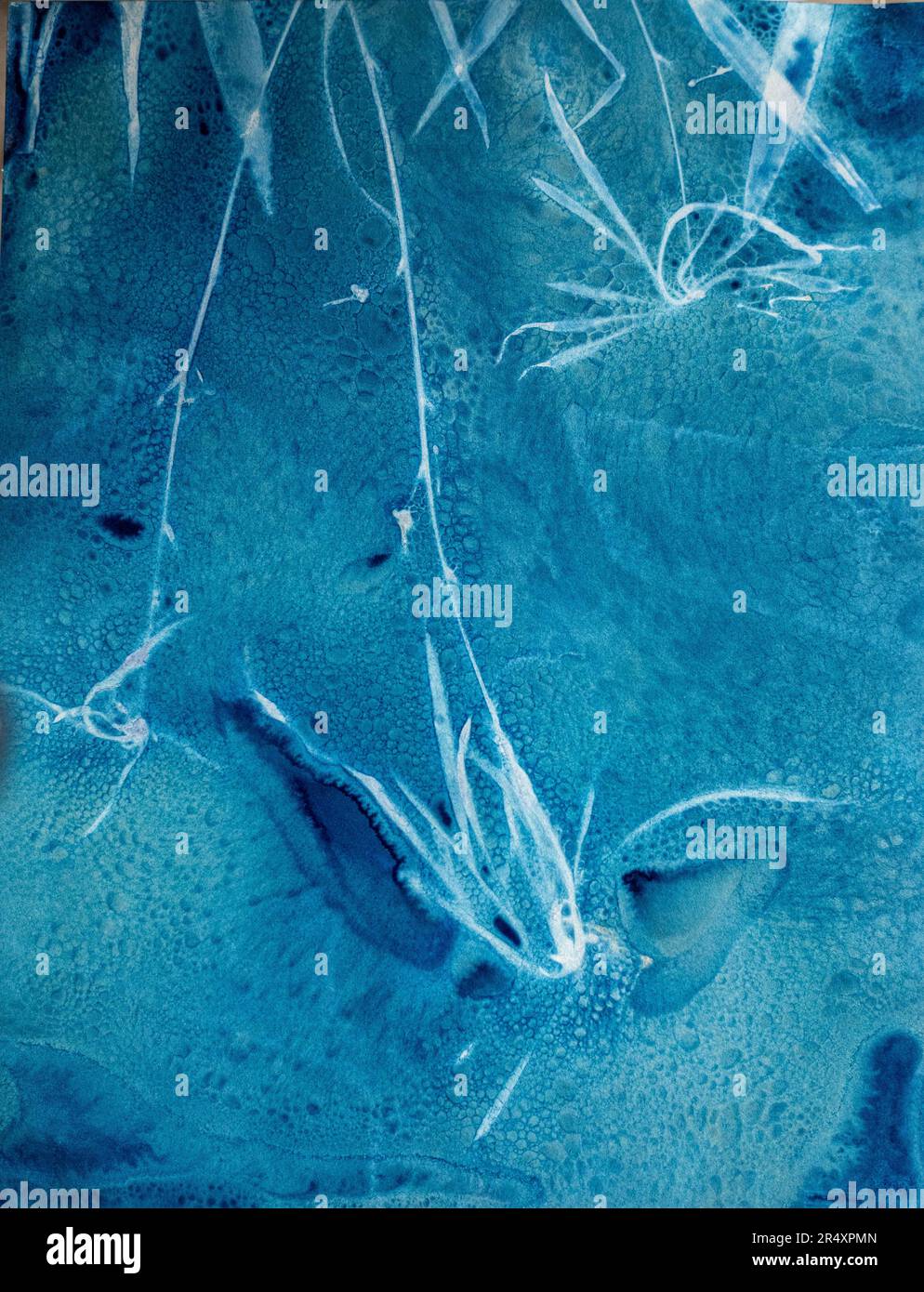 Spinne Plant, nasser zyanotypischer alternativer Prozess erzeugt einen preußischen blauen Abstract Stockfoto