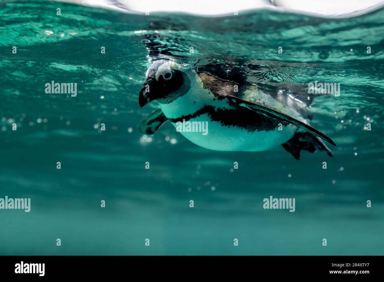 Pinguin schwimmt im Wasser mit Blasen. Afrikanischer Pinguin. Spheniscus demersus. Kap-Pinguin oder südafrikanischer Pinguin. Speicherplatz kopieren. Stockfoto