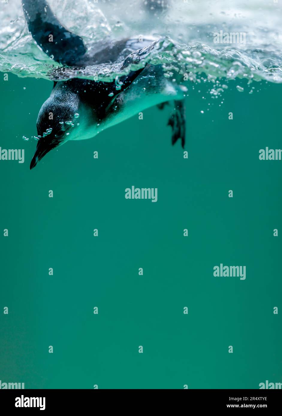 Pinguin schwimmt im Wasser mit Blasen. Afrikanischer Pinguin. Spheniscus demersus. Kap-Pinguin oder südafrikanischer Pinguin. Speicherplatz kopieren. Stockfoto