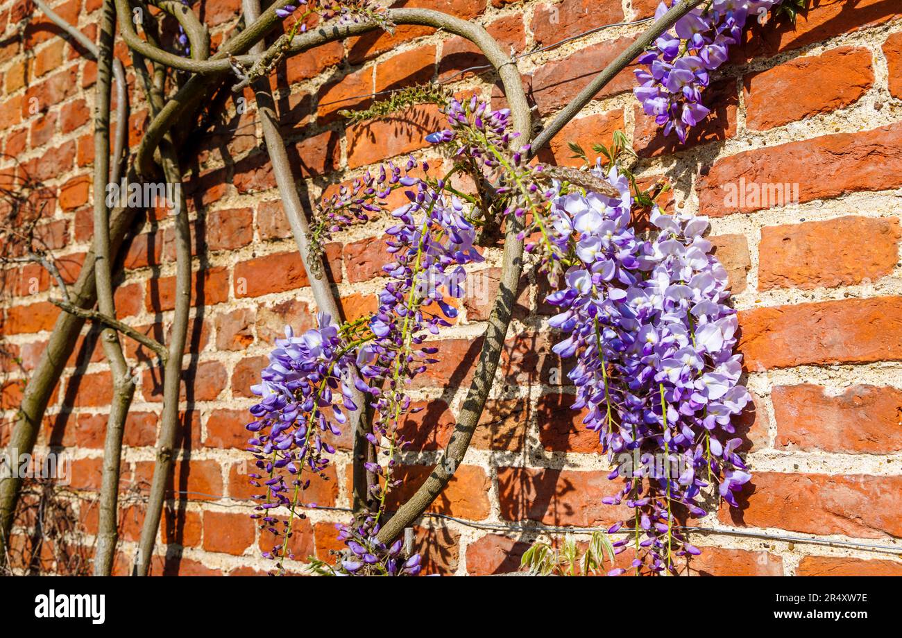 Maulwürfe von Wisteria sinensis, die im Spätfrühling/Frühsommer im RHS Garden Wisley, Surrey, Südostengland, an einer Backsteinmauer wachsen Stockfoto