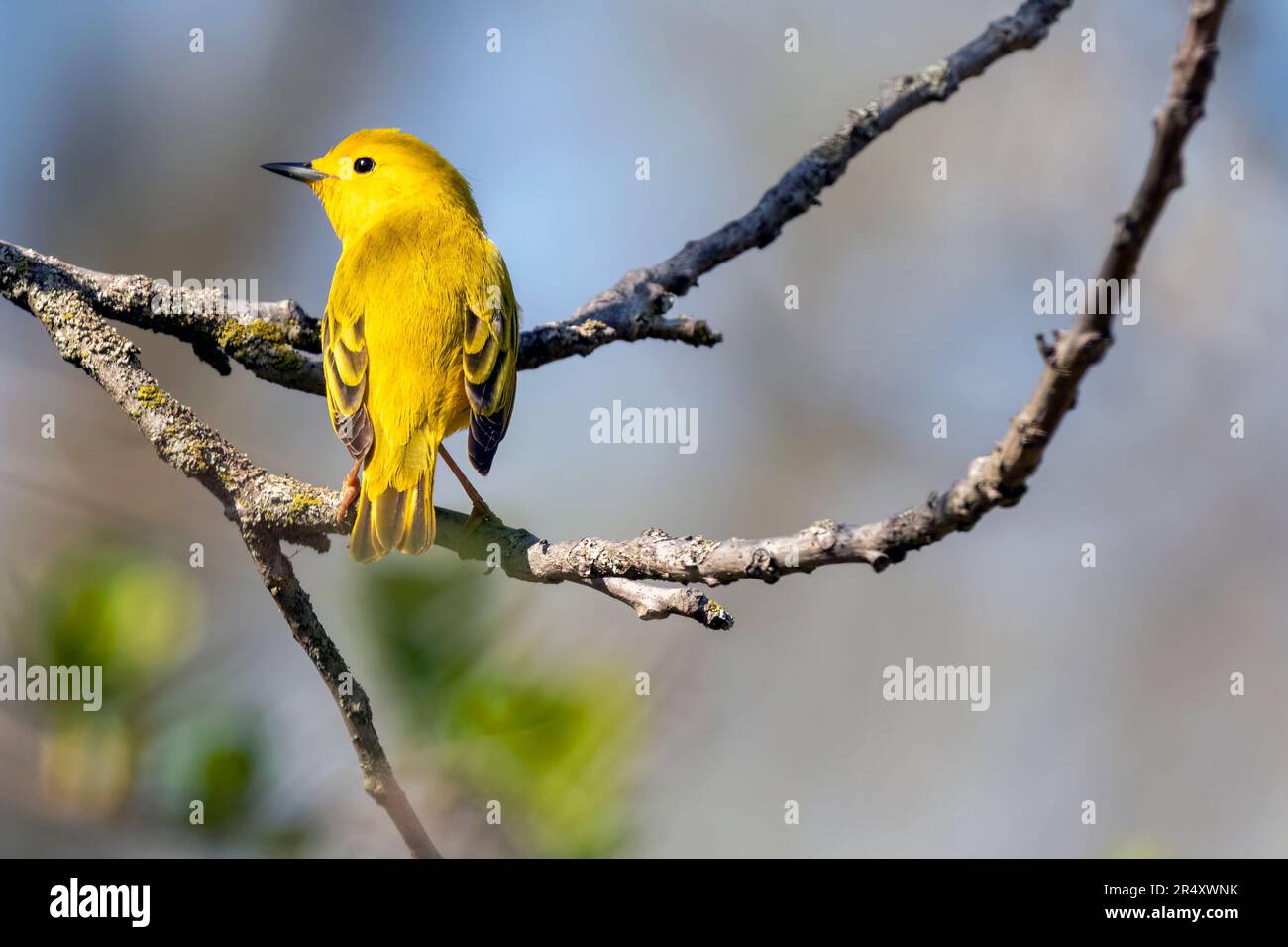 Ein wunderschöner Gelber Witzbold, hoch oben auf einem Zweig im Südwesten Ontario, Kanada. Stockfoto