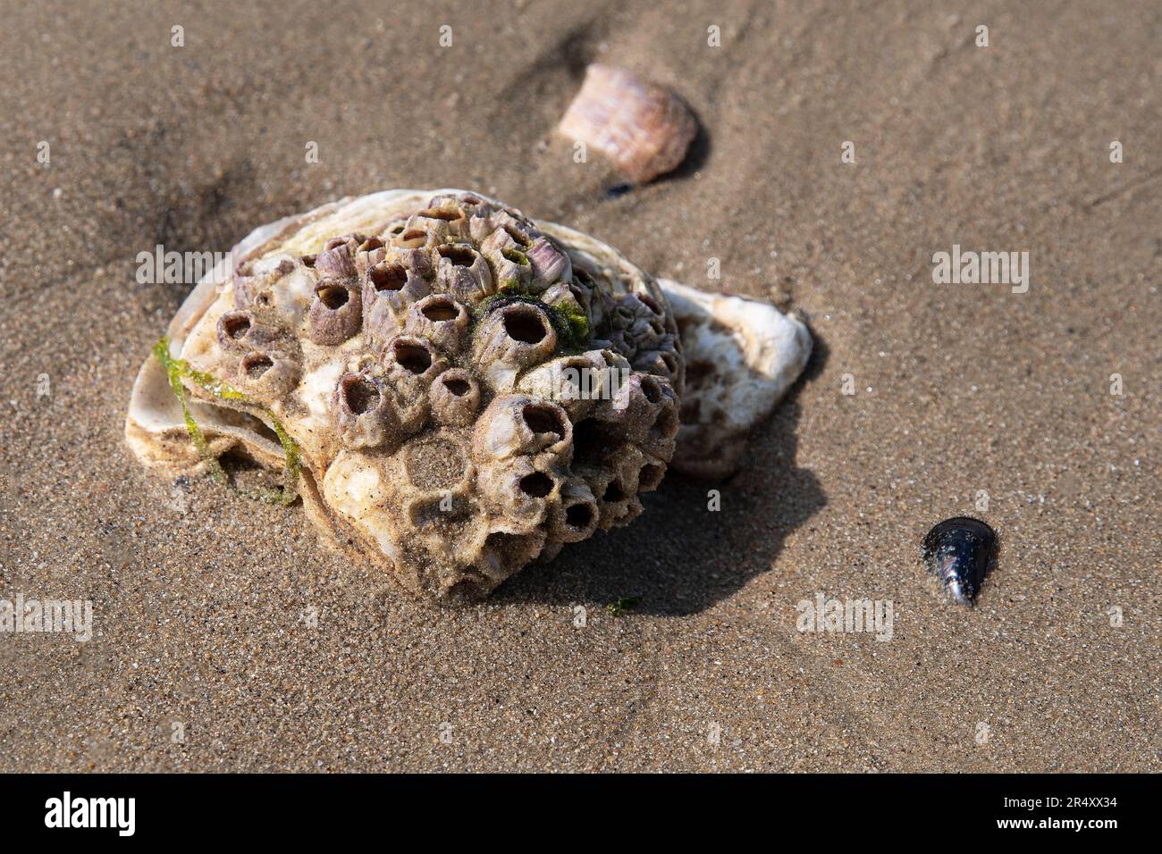 Nahaufnahme einer Schale auf einem sandigen Strand Stockfoto