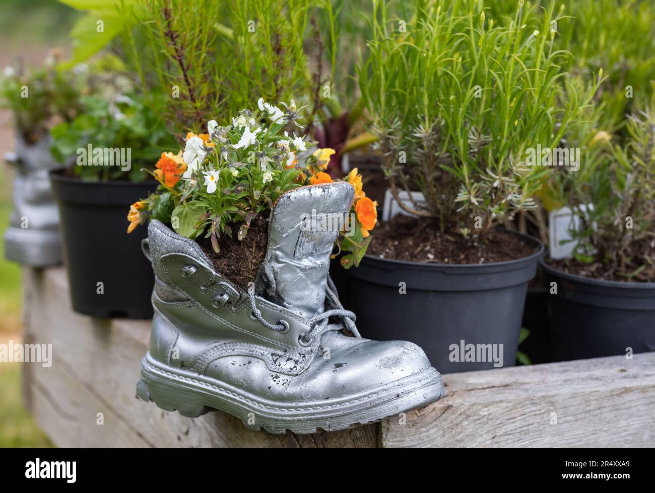 Der alte Silberstiefel wurde als Pflanzmaschine im Boconnoc House and Estate bei Lostwithiel in Cornwall verwendet Stockfoto