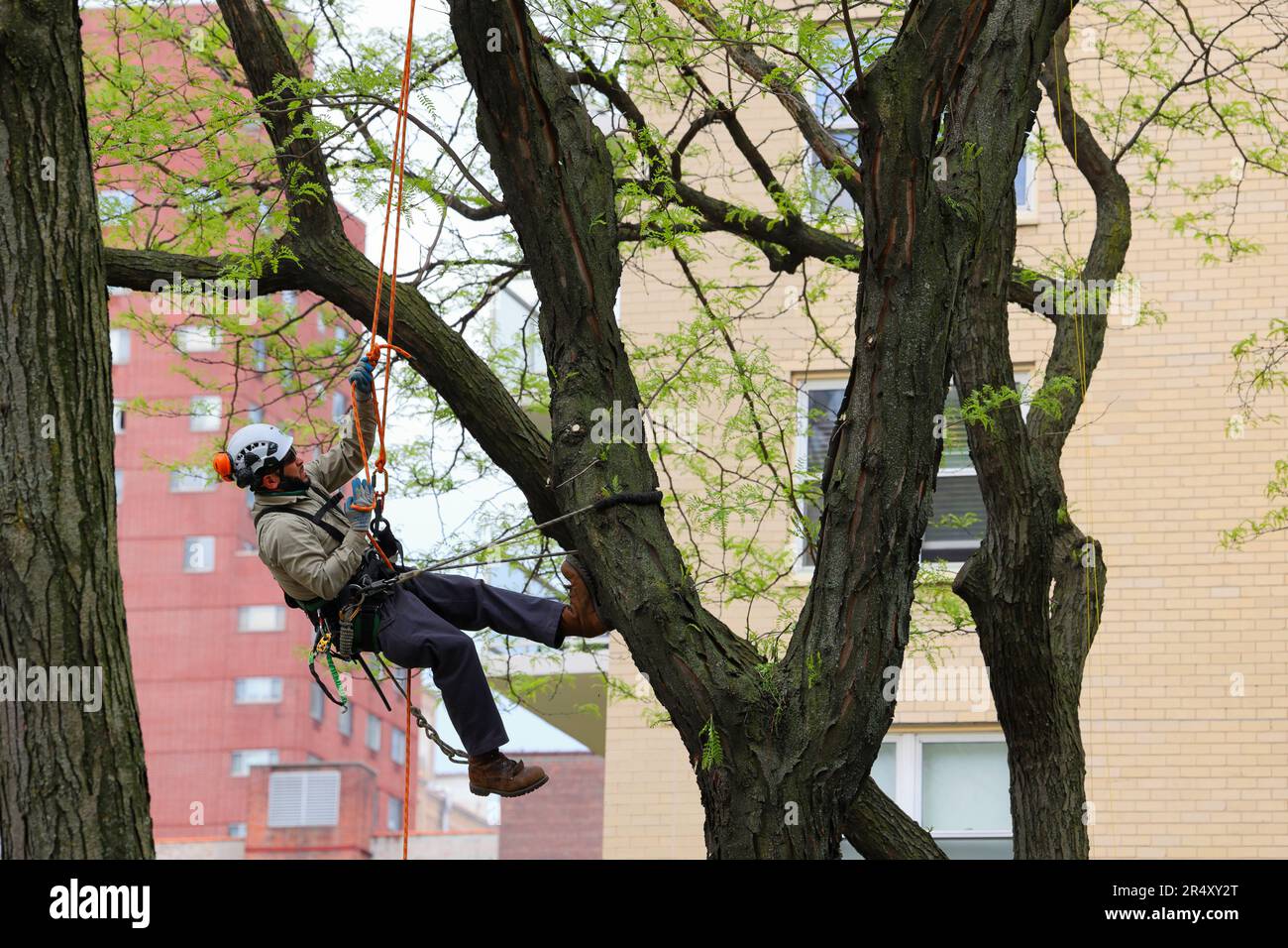 Ein Baumpfleger klettert auf eine Dornlose HonigLocust (Gleditsia triacanthos inermis), um einige schwer erreichbare Äste in den Baumwipfeln zu beschneiden. Stockfoto