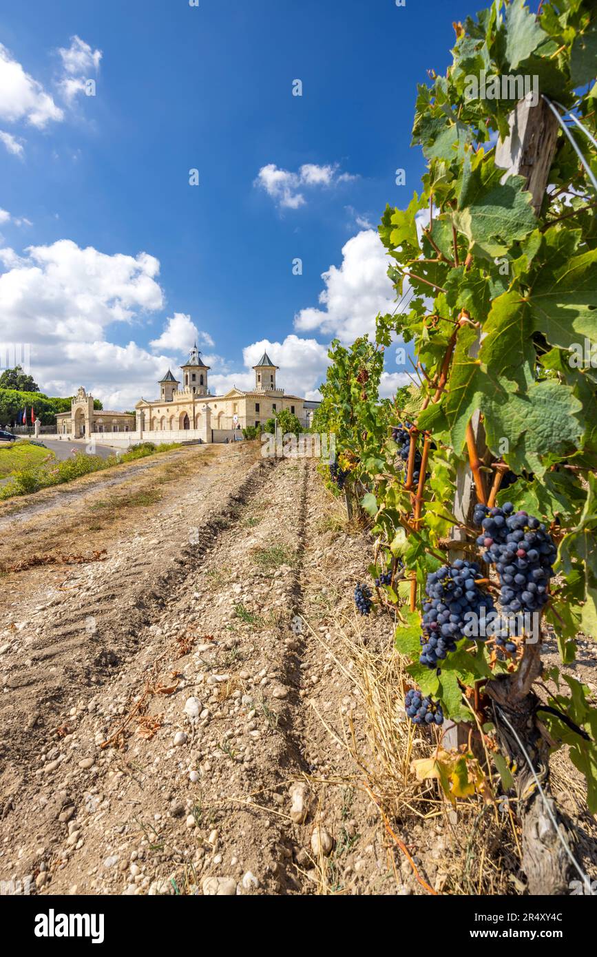 Weinberge mit Chateau Cos d'Estournel, Bordeaux, Aquitanien, Frankreich Stockfoto