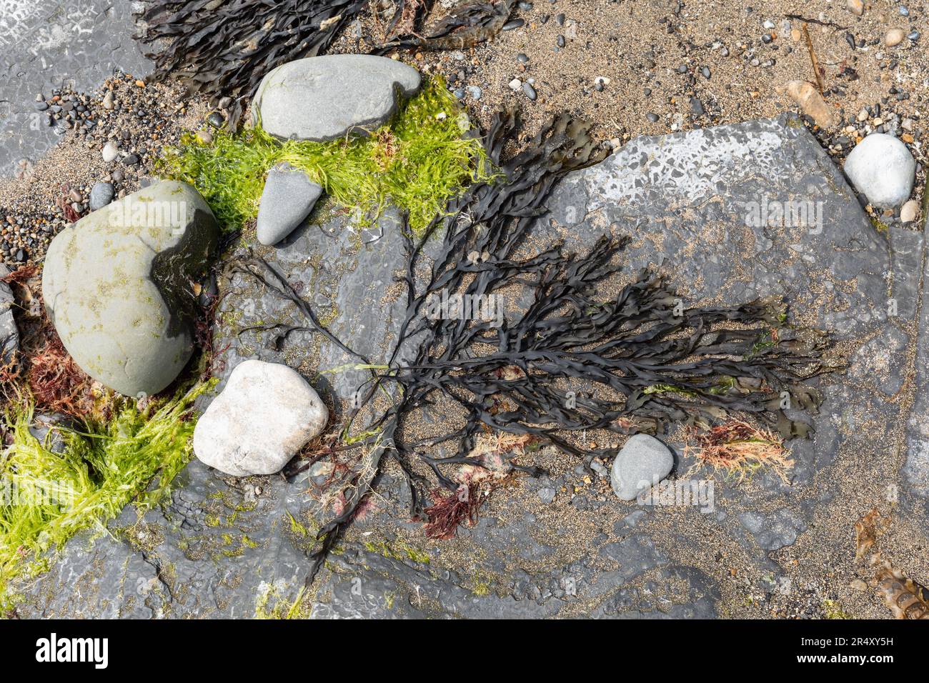 Verschiedene Seaweeds, die bei Ebbe auf Felsen zurückgelassen wurden, Kimmeridge Bay, Jurassic Coast, Dorset, England, UK Stockfoto